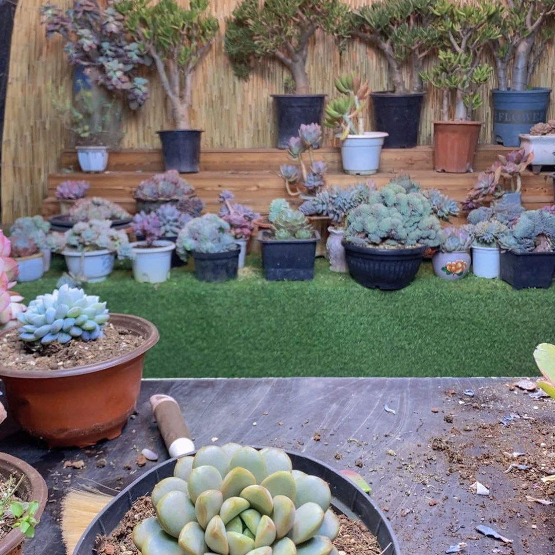 小**子65号葡000000