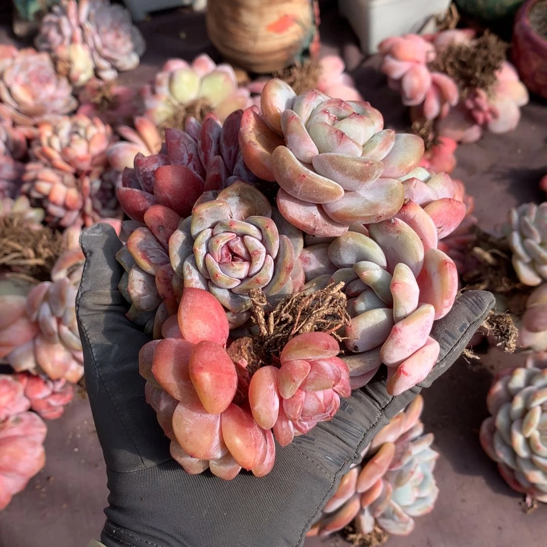 1***.哈哈哈哈哈哈哈哈哈哈