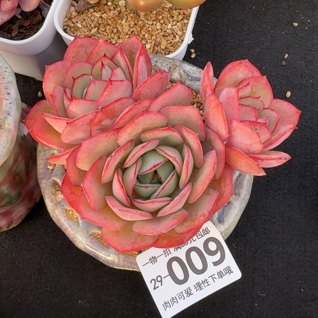 牡丹亭无盆土发货无