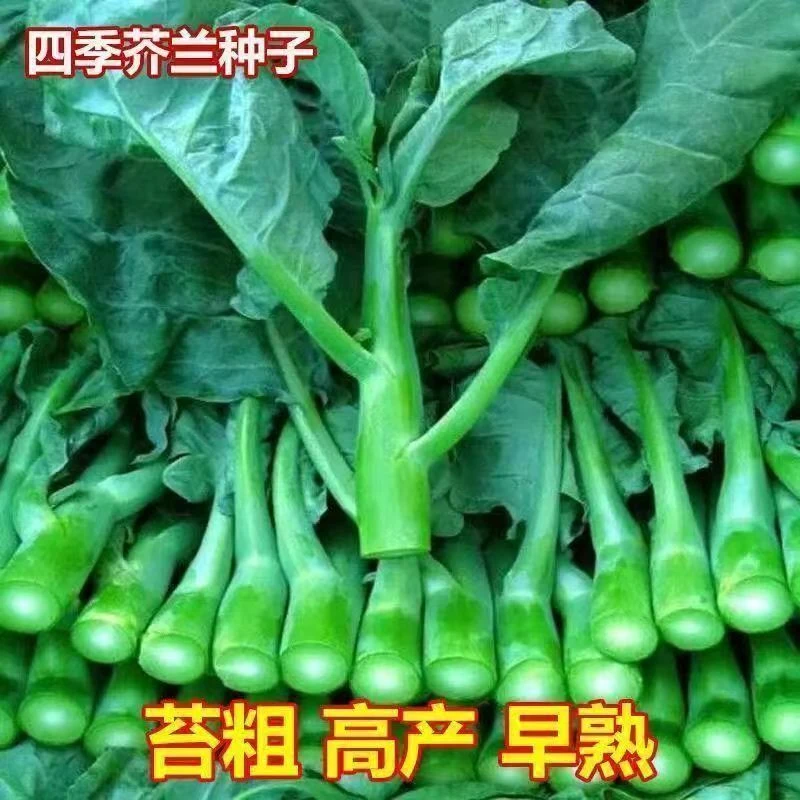 精选甜芯绿芥兰菜秧苗四季可种割完就长阳台庭院种植