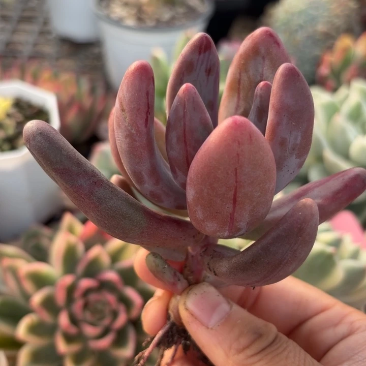 红手指锦多肉植物多肉植物