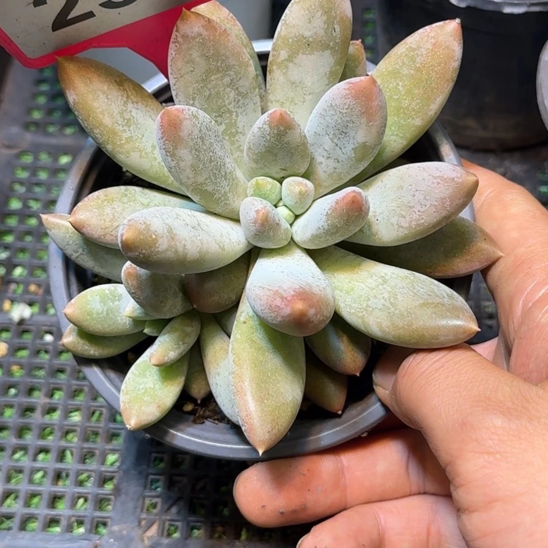 多肉植物彩胖体254
