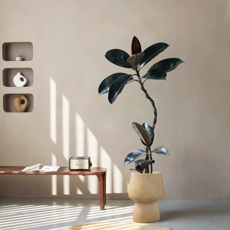 大颗黑金刚80-90公分橡皮树