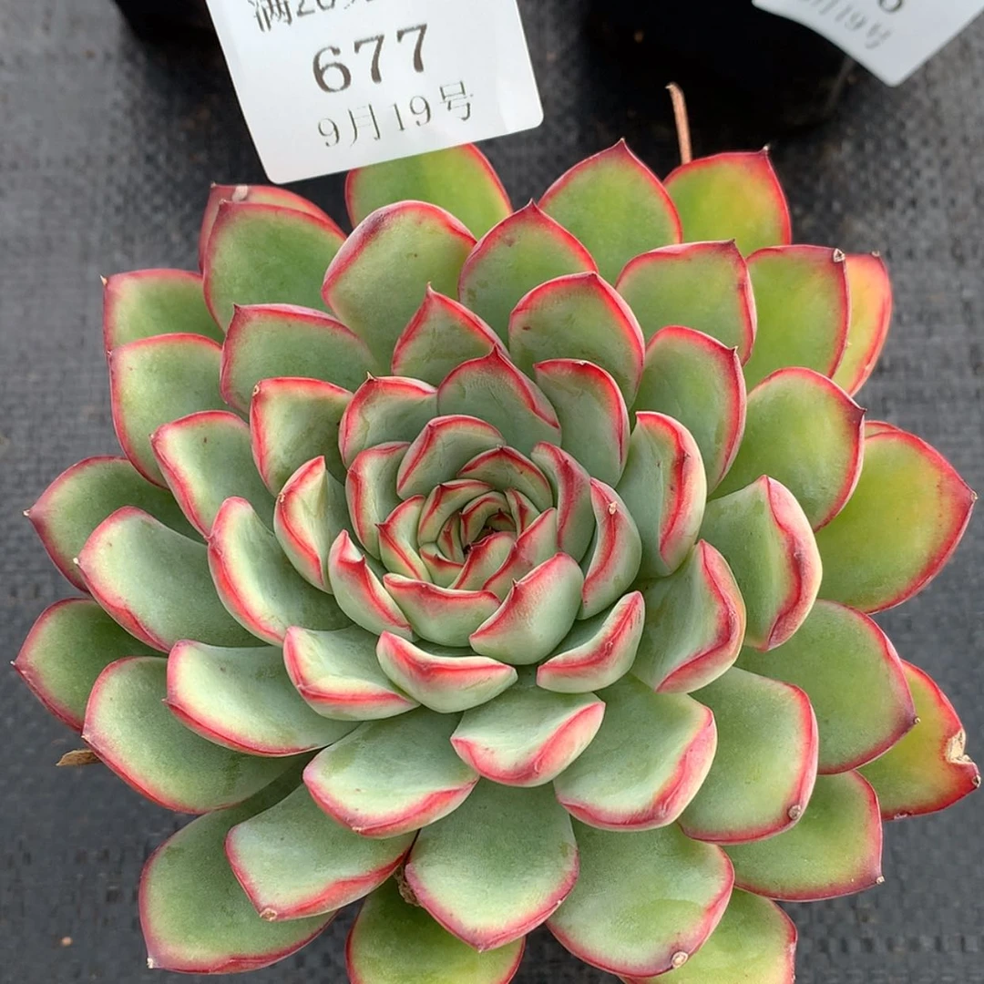 【闪购商品】云677号