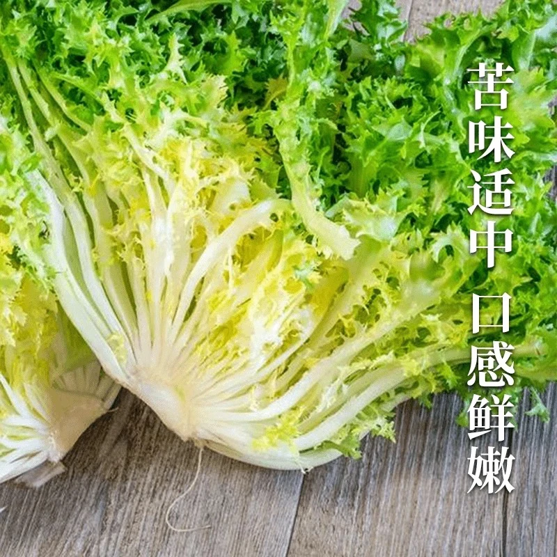 全店五包包邮花叶苦苣种子