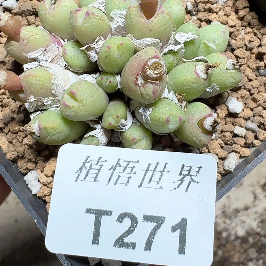 271号多肉植物哇c c