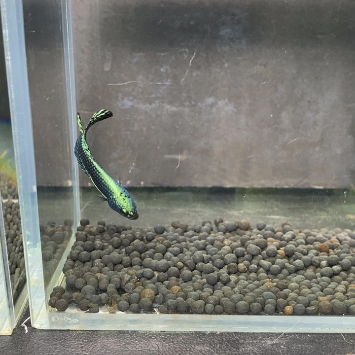 斗鱼泰国斗鱼直播336号