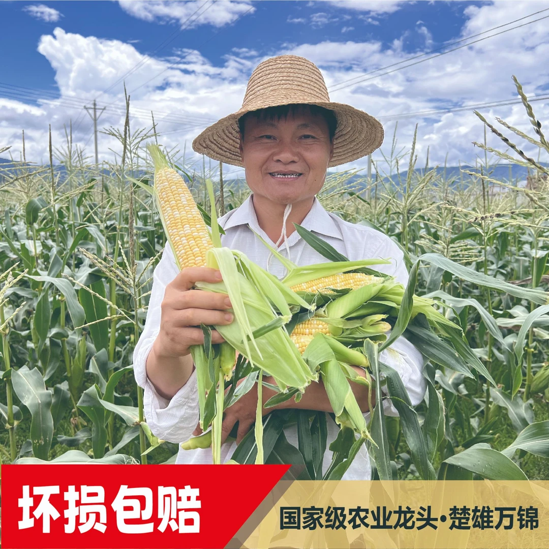 云南生吃库普拉高山种植金银水果冰淇淋玉米可榨汁脆甜现采现发