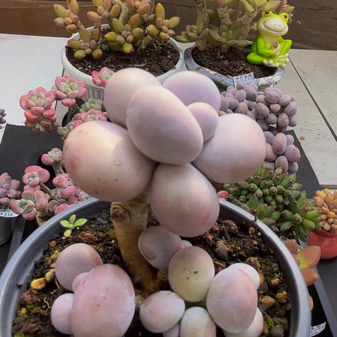 545/6cm芭比奶酪多肉植物