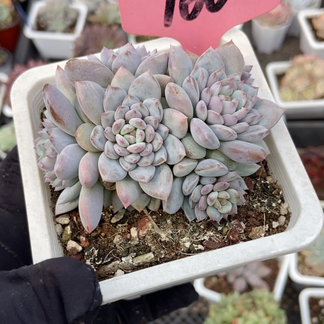 160玉芙蓉多肉植物