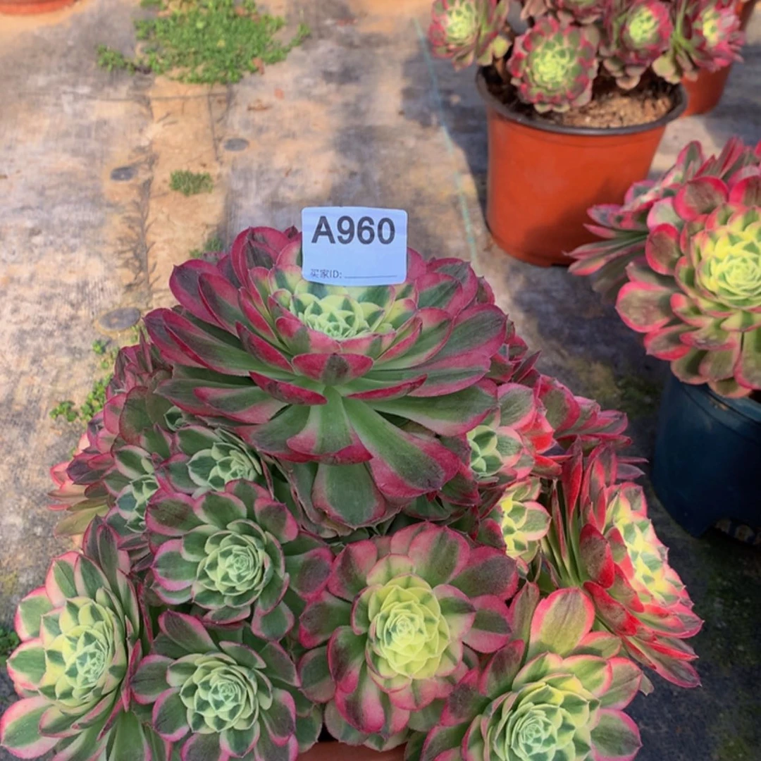 【闪购商品】960玉姿