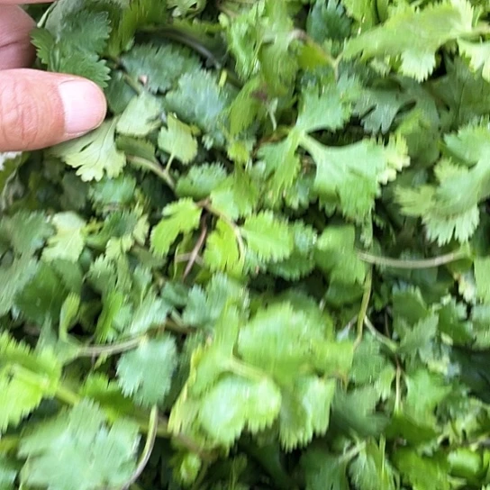 中国大陆香菜2号一斤半含箱赶集