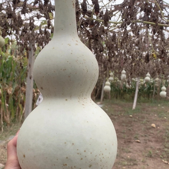 `***。中号尺寸的尺寸大小