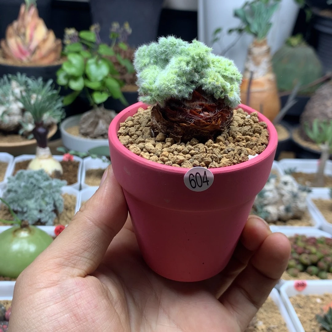 羽叶洋葵多肉带盆604