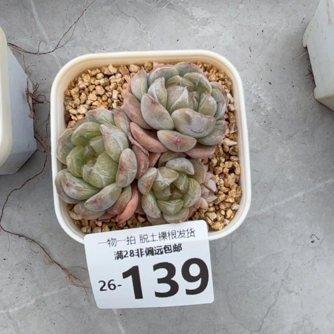 白恋三头老桩多肉多肉