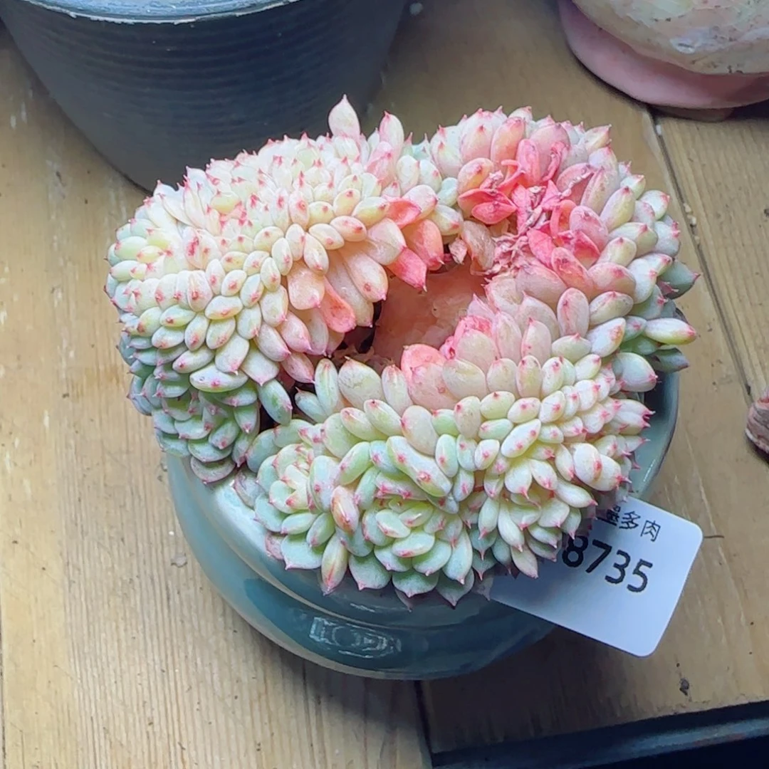 白胖子缀化，8735多肉植物