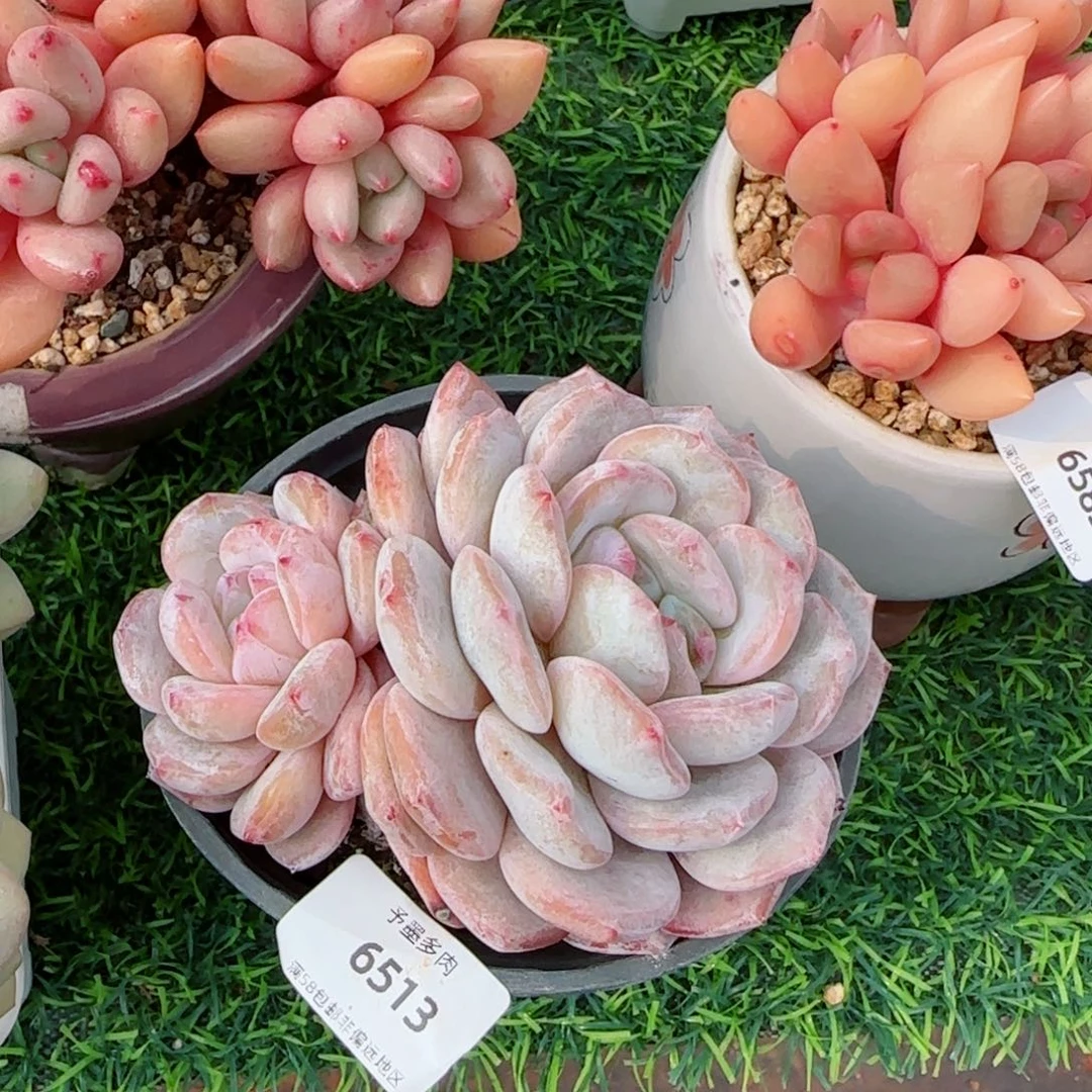 飘枝橙子，6513多肉