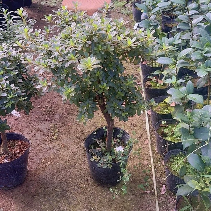 完全开放毛娟嫁接樱戎
