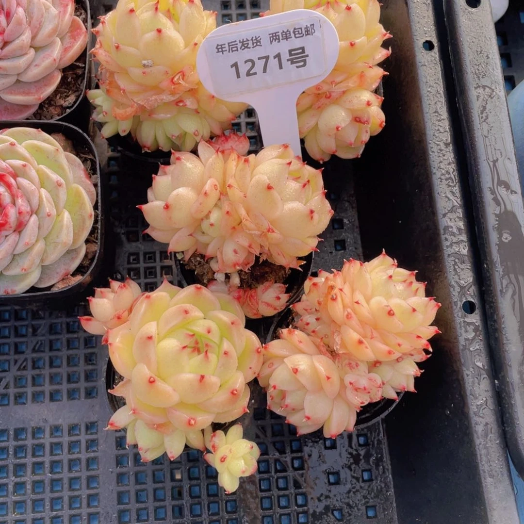 1271号凤凰火麦秆群一个