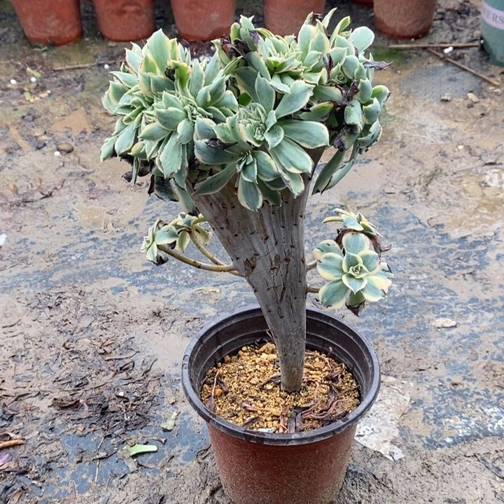 灿烂缀多肉植物071