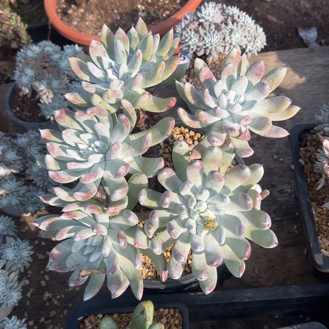 花朵脸阿金尼…～一物一拍2819