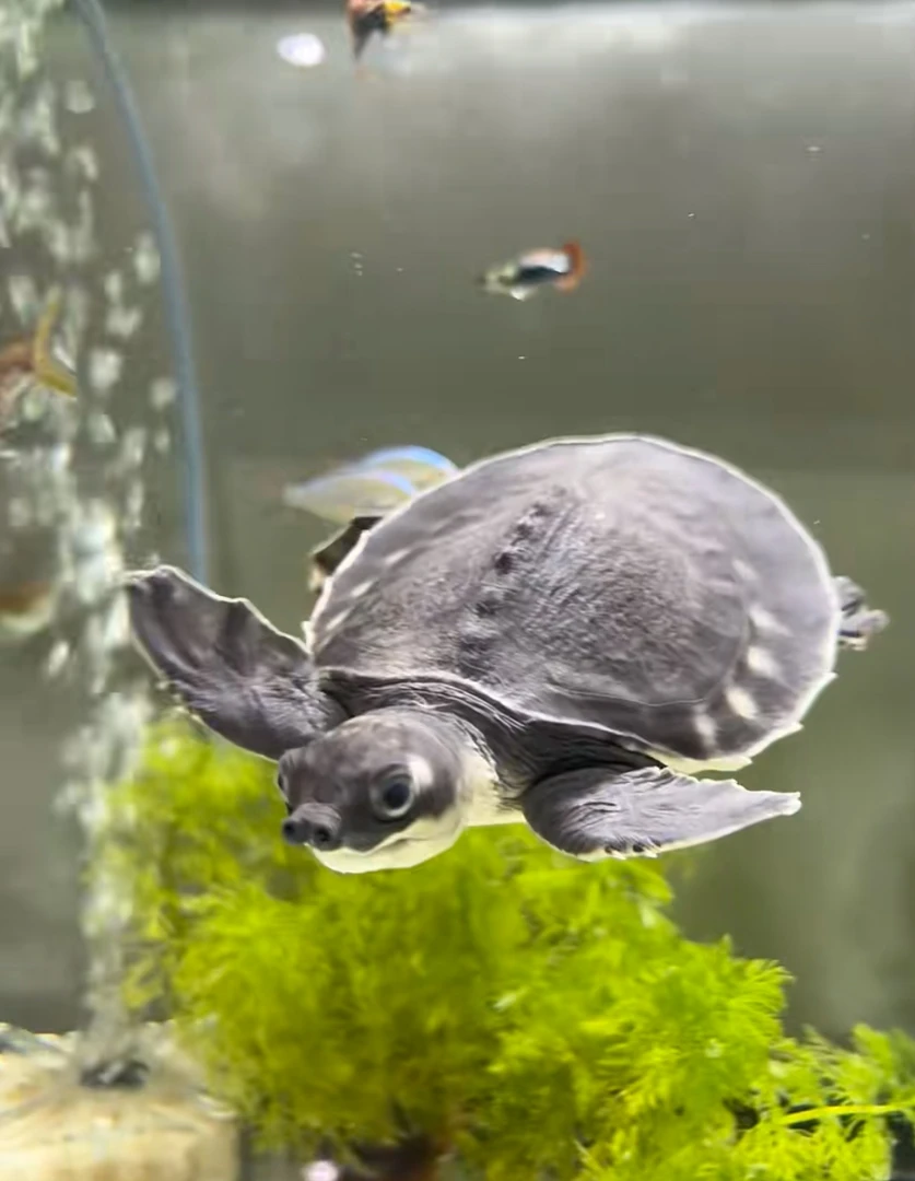 热带深水微瑕猪鼻龟稳定健康包邮龙鱼混养