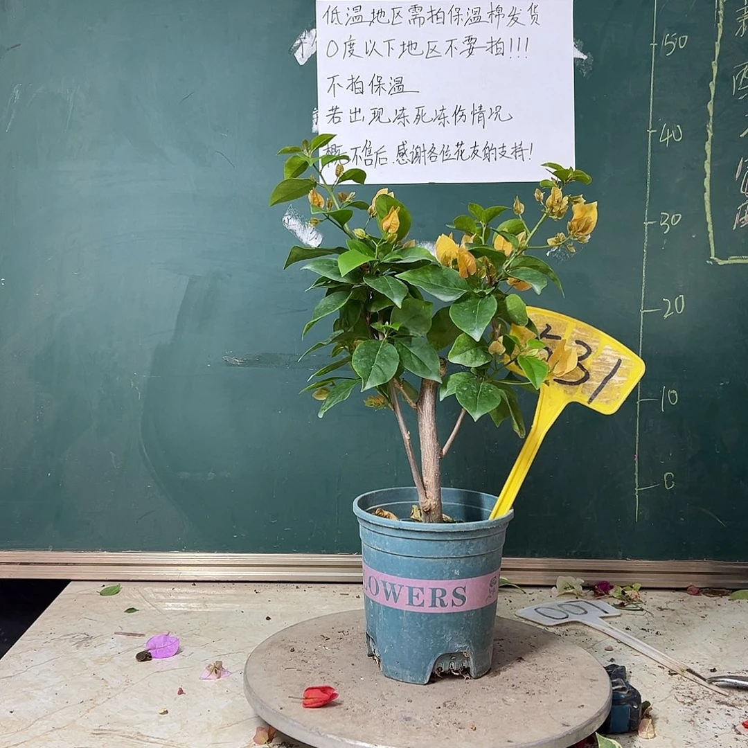 完全开放苏瓦娜 531