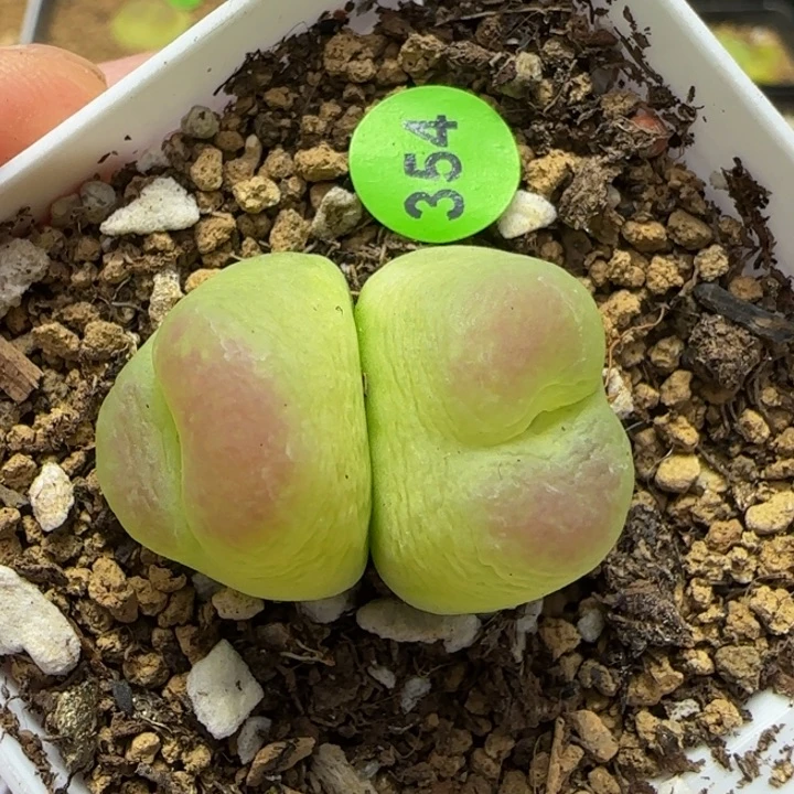 拉登双头1.9-2多肉植物354