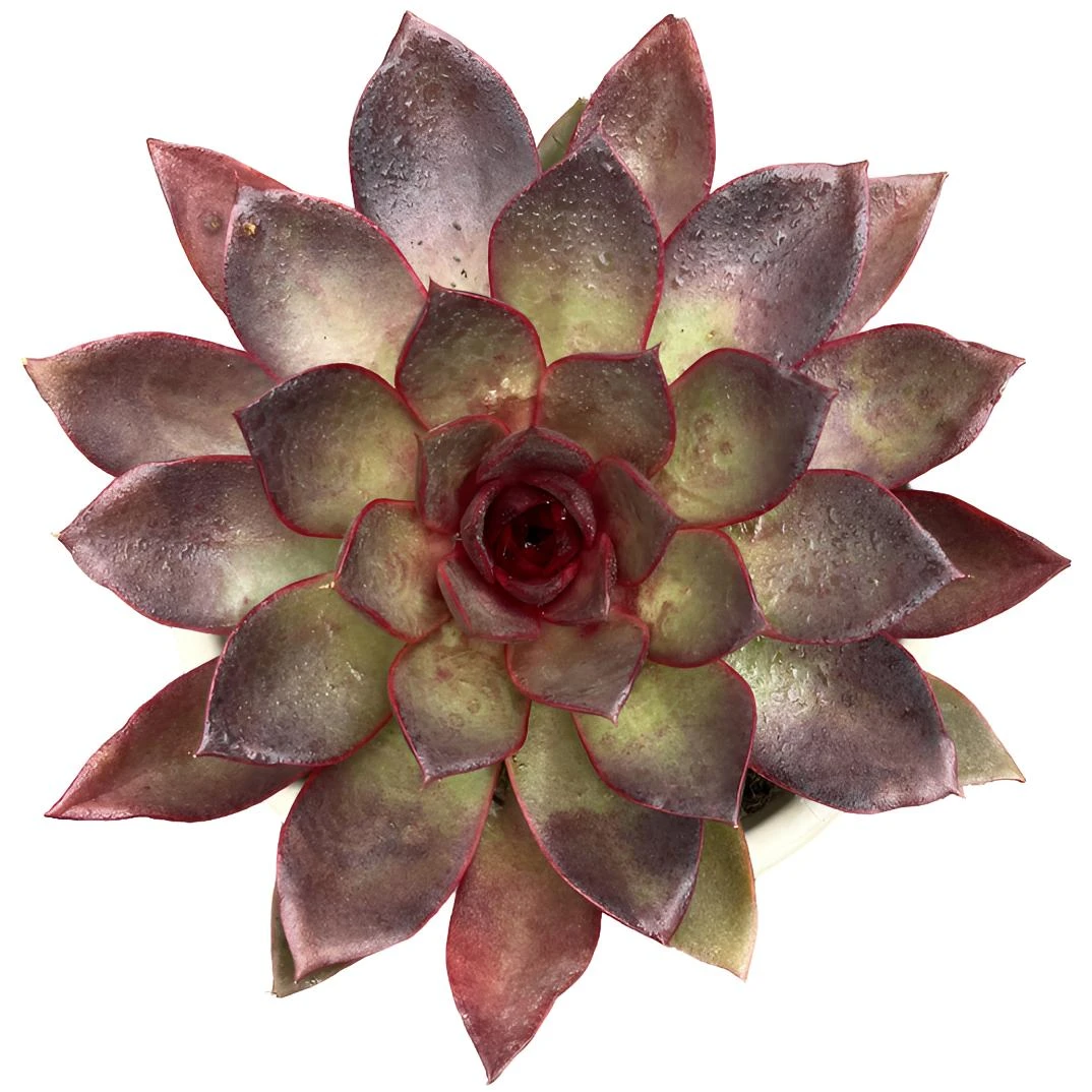 【烈焰红玫瑰】（带盆土发货18cm）红色溏心精品盆栽控养单头多肉
