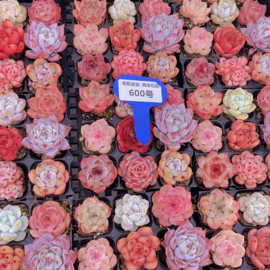 600号七彩小可爱组合九颗