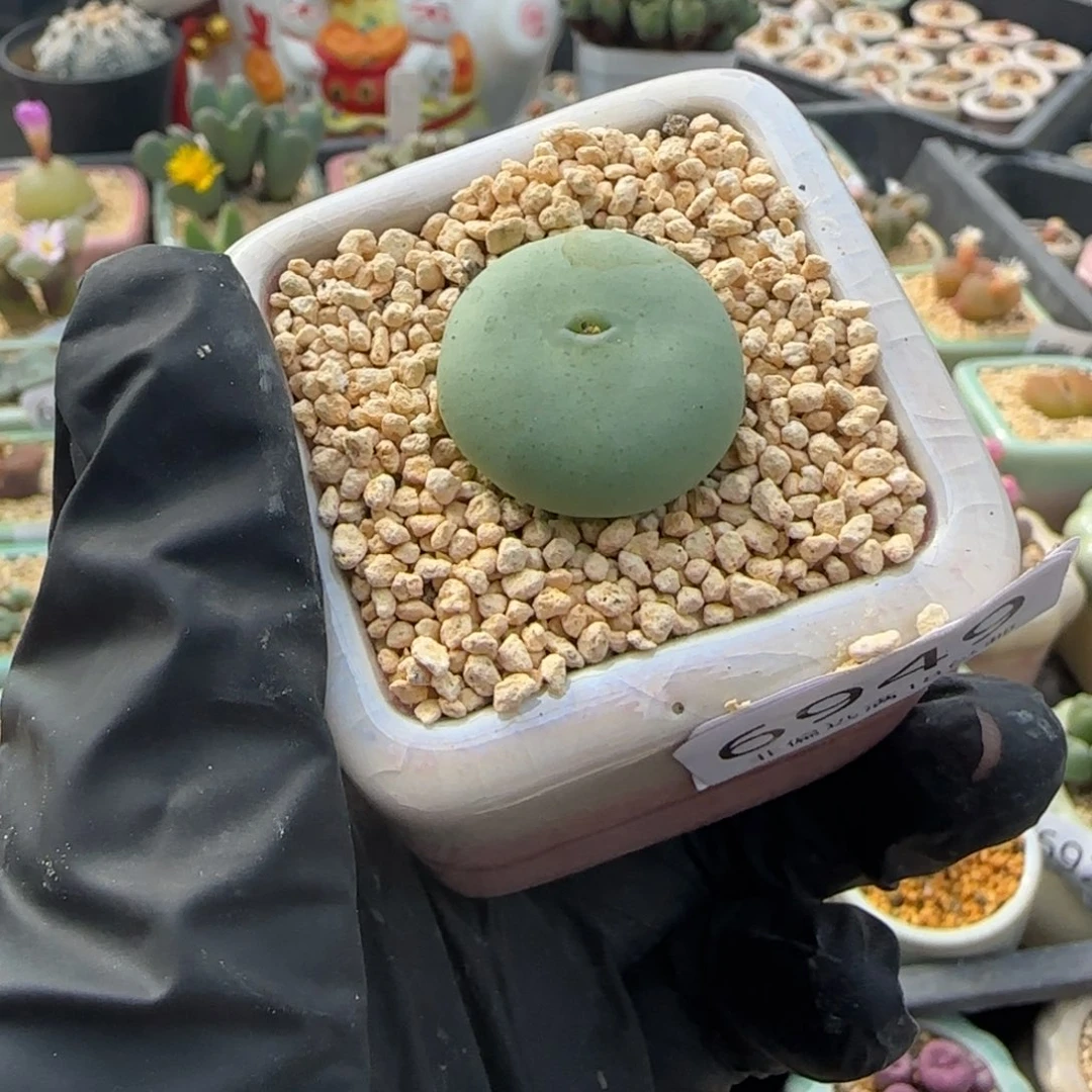 6949--一物一拍 带盆