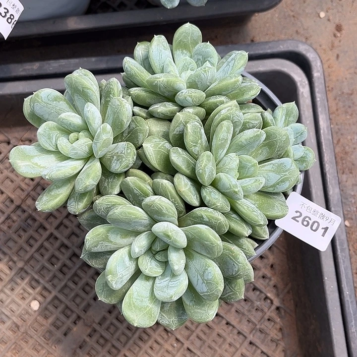 阿雅园艺。      2601百达翡翠