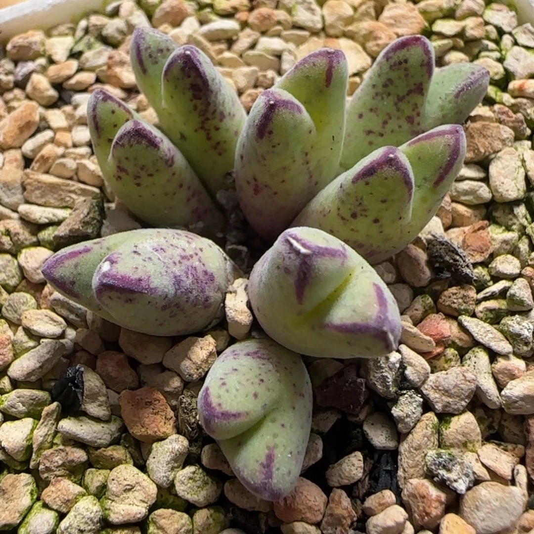 2.1号多肉985猪蹄11号