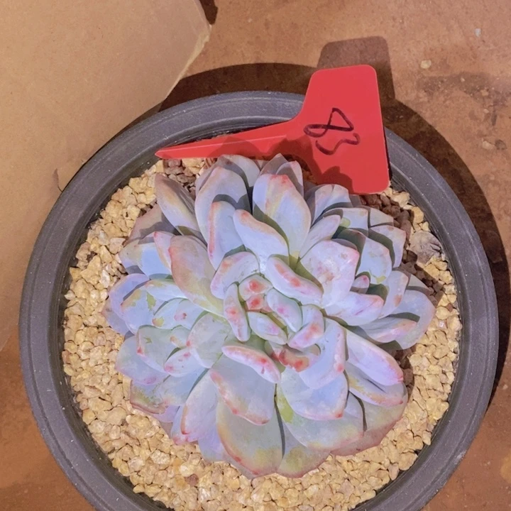 在家里面吃饭来么