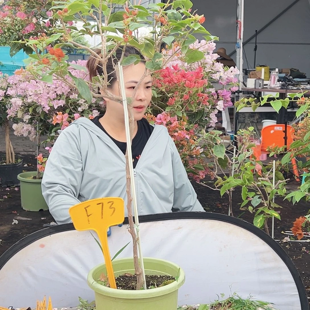 大部分花苞少量开放F73夕阳红