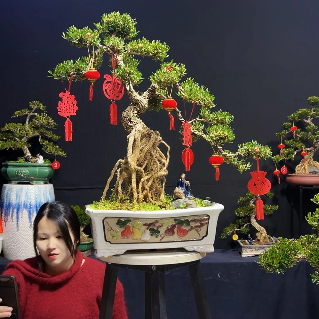 绿植福*皱皮黄杨木