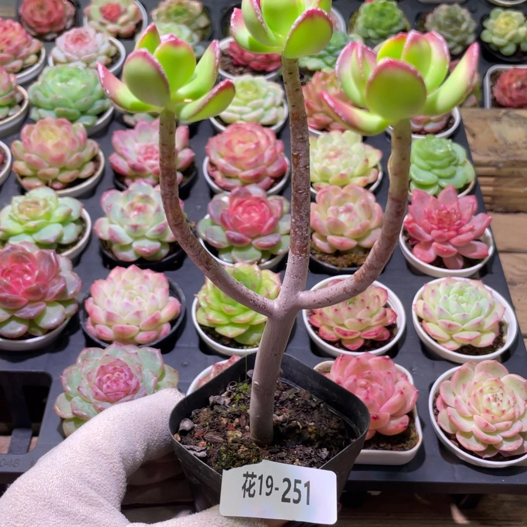 花利美19-251达摩宝珠