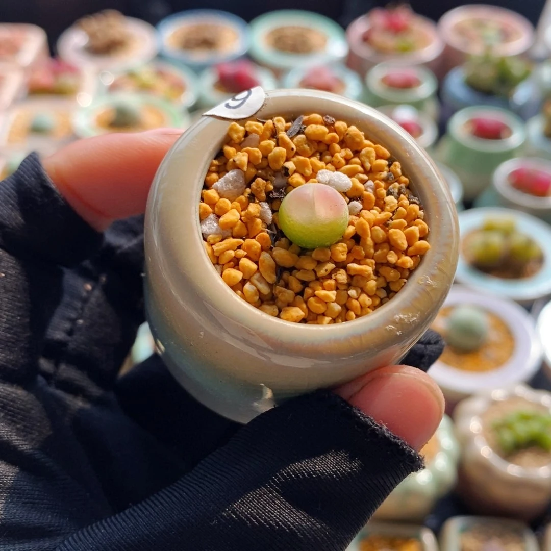 7606--一物一拍 带盆