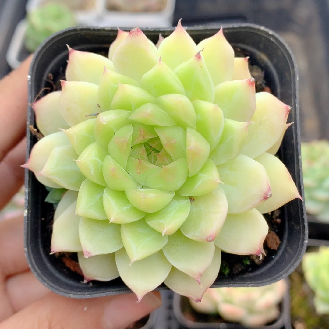 58包邮 群生不包整04