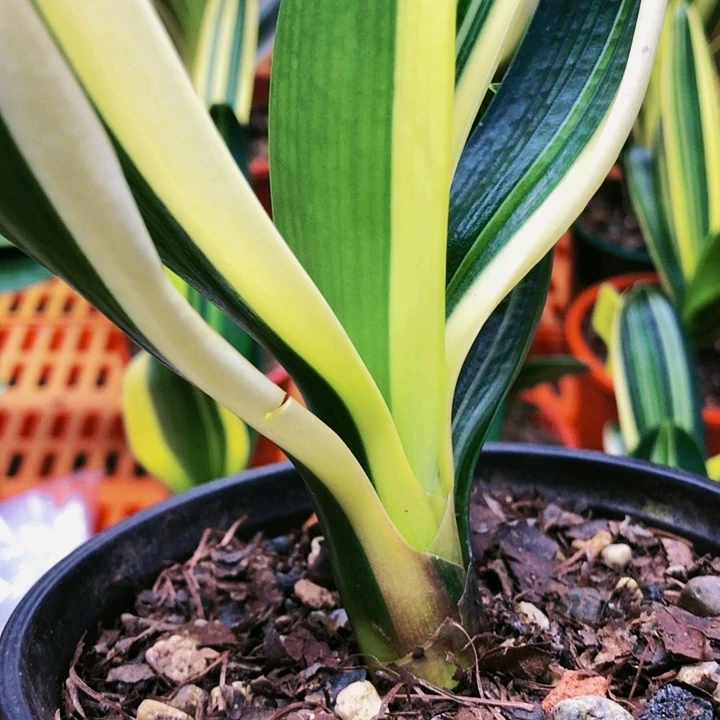 【闪购商品】完全开放V***s