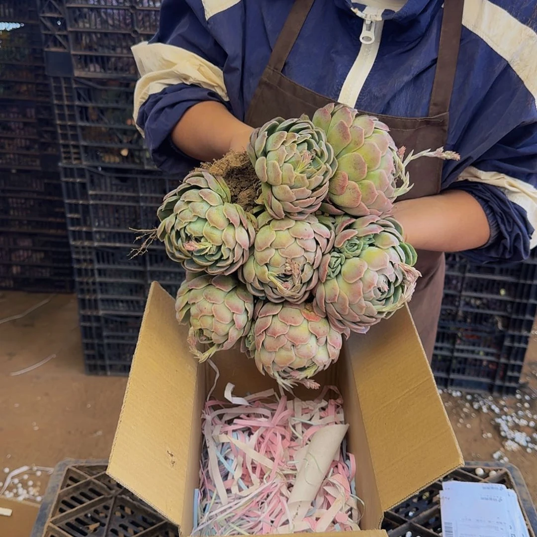 贝瑞 一颗 不包损下单就包邮