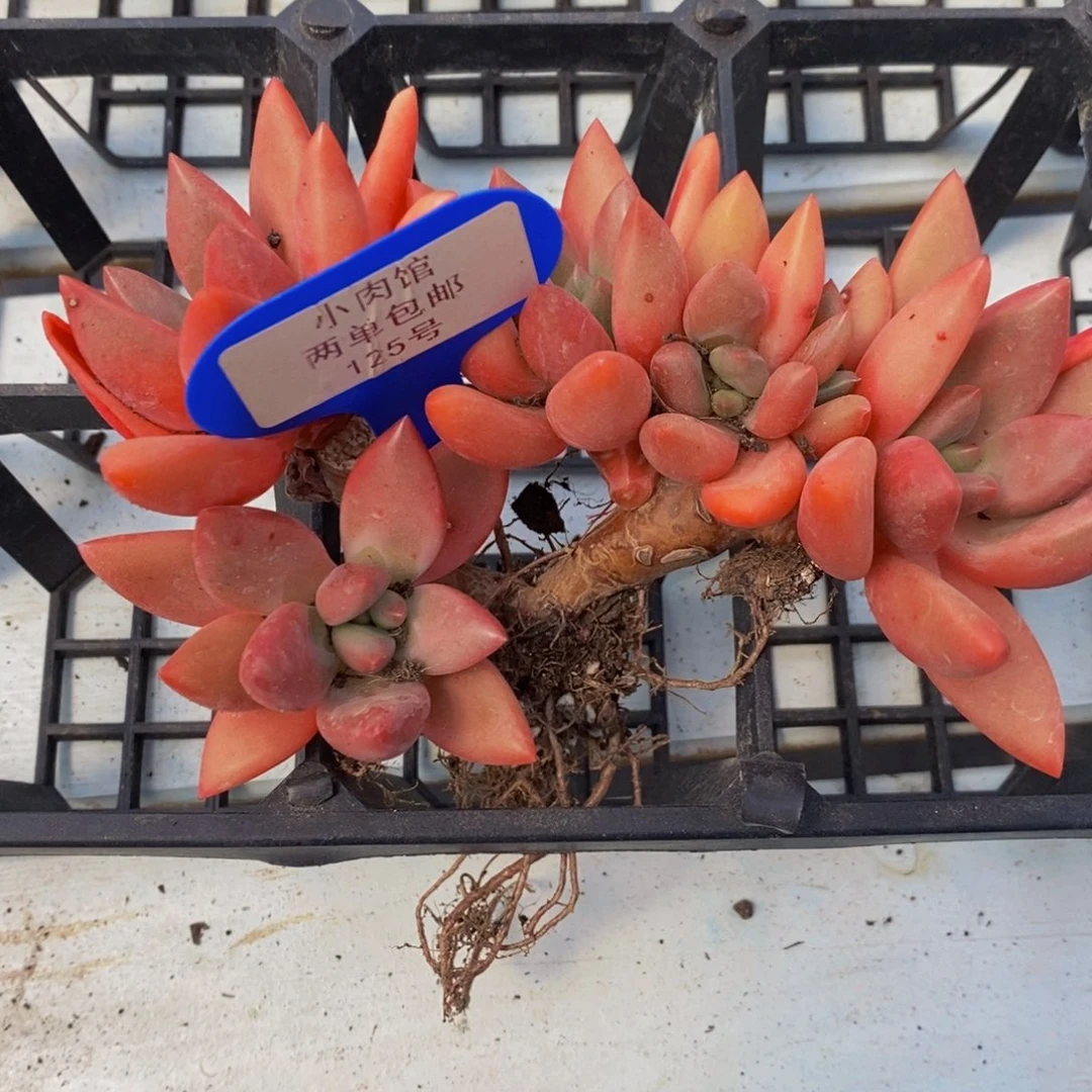 125-精品桃花源群一个