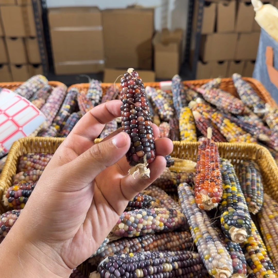 玉米文玩玉米一物一拍