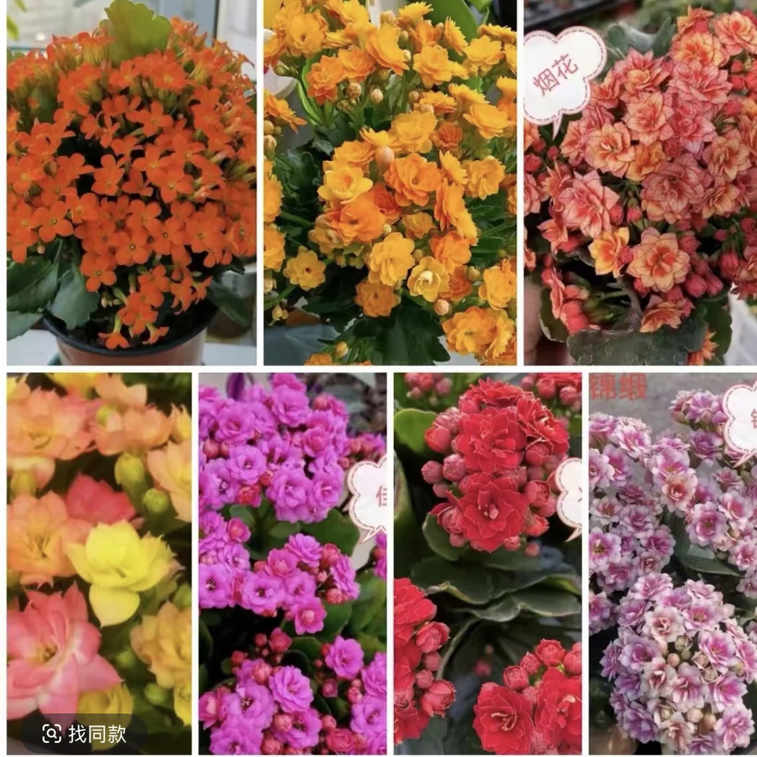 喜庆，长寿花带花苞盆栽四季开花室内易养花卉绿植