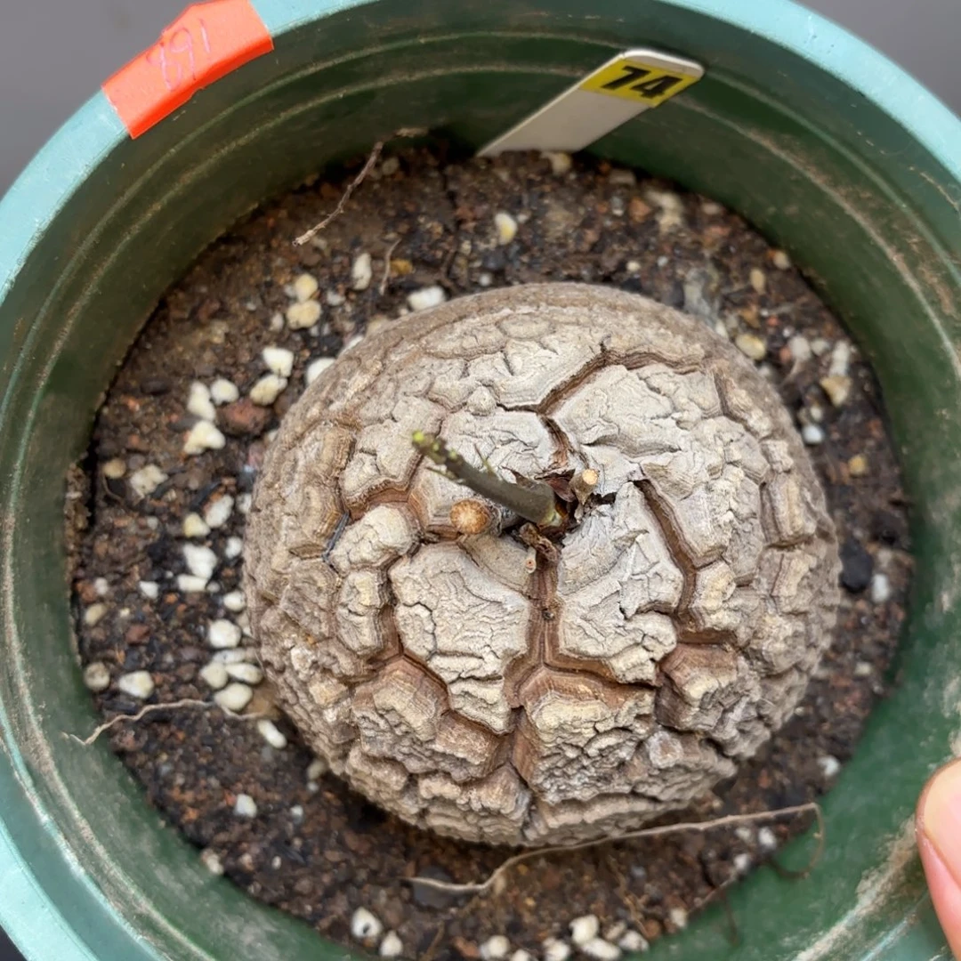 龟甲龙带盆包邮的