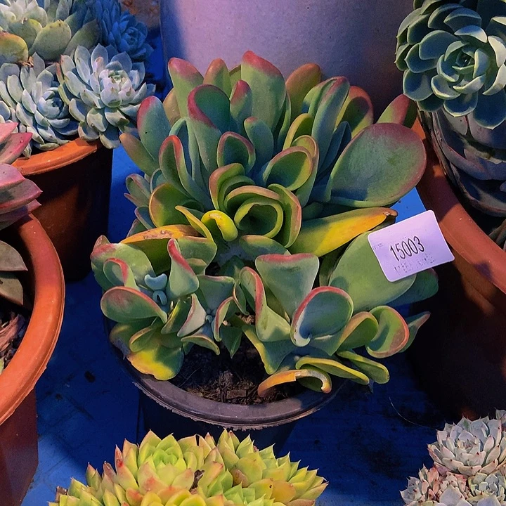 ***    火狐狸多肉15003