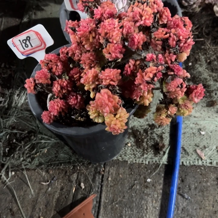 笑***迷189全状态蜡牡丹一物一拍45