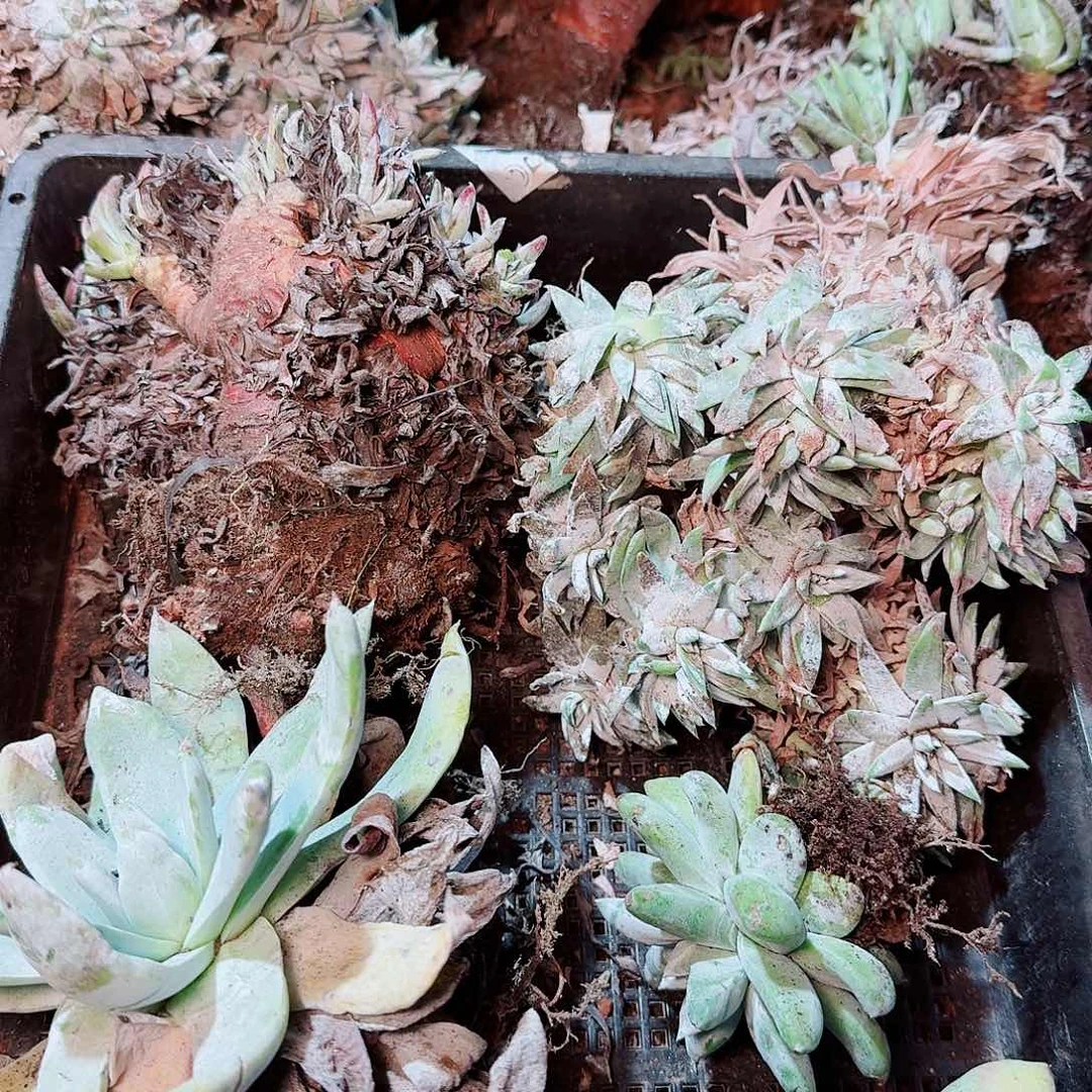 8560瑕疵框拍不售后