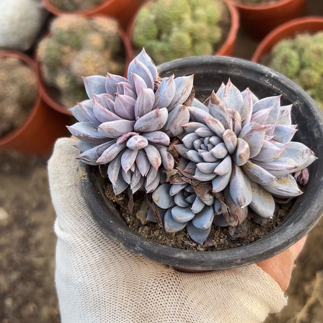 绿DVD哦呃呃呃呃呃呃呃呃呃