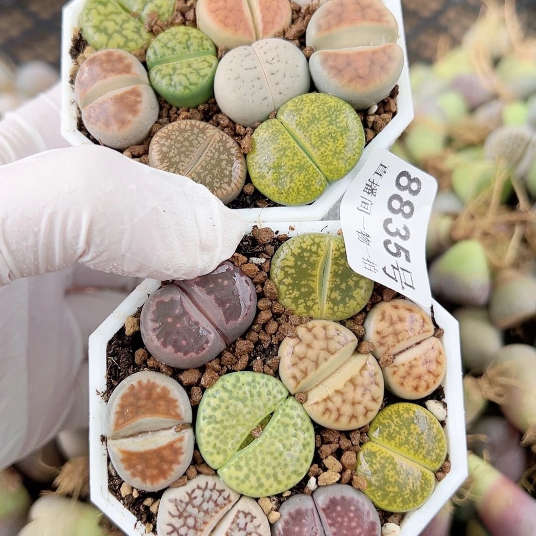 8835 好养易活生石花大母本两盆6.5cm盆开播福利